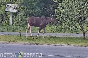 В Заречном автомобилист снял видео с гуляющим по дороге лосем