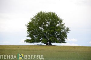 «Все так же солнечно и тепло»: пензенцам рассказали о погоде на выходных