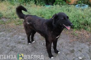 В Пензенской области будут чаще умерщвлять отловленных безнадзорных животных