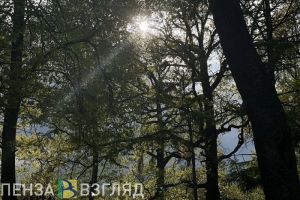 Олег Мельниченко поздравил работников лесного комплекса Пензенской области