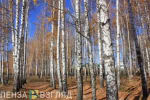 ГУ МЧС сообщило подробности возгорания в пензенском сквере «Семейный»