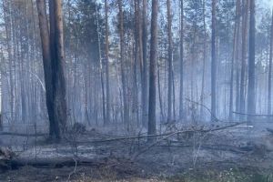 По состоянию на 20 сентября в Пензенской области зафиксировано 28 лесных пожаров