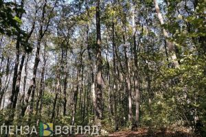 В Пензенской области температура воздуха за сутки вырастет на 25 градусов
