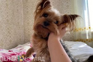 Пензенцы узнали о предложении штрафовать за плохое содержание животных