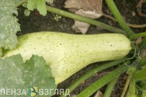 Пензенцам рекомендуют укрыть сельскохозяйственные растения от мороза
