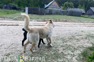 В Пензенской области спрогнозировали рост заболеваемости бешенством животных