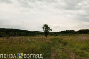 В двух районах Пензенской области установили карантин из-за опасных растений