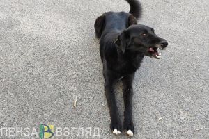 12-летнему пензенцу выплатят 248 тысяч рублей после болевого шока от укуса пса