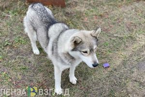 Власти Каменского района выплатят 50 тысяч рублей за укушенного собакой ребенка