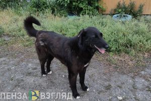 За 6 месяцев 2024 года 1657 жителей Пензы и области пострадали от укусов животных