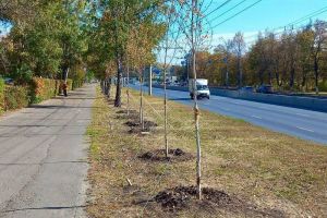 На проспекте Победы в Пензе завершают высадку 25 молодых берез