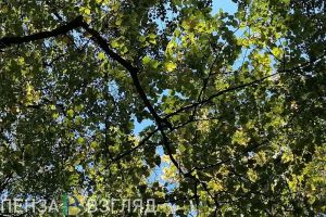 Жителей Пензенской области 3 октября ждет летняя погода