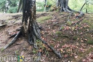 В районе Сурского водохранилища горит лес