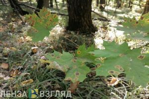 7 октября в Пензенскую область вернется 25-градусное тепло