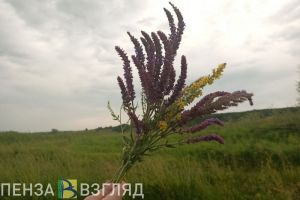 В России многодетным предложили выдавать землю бесплатно и без условий