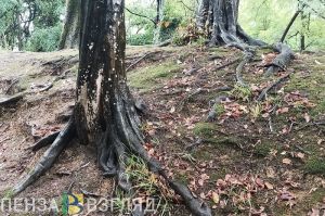 Пензенцы обсуждают возможный снос парка «Древландия»