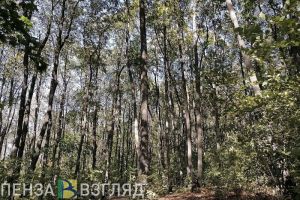 В Пензенской области высадят более 60 000 деревьев в рамках Всероссийской акции