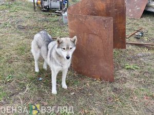 Опасный зверь-гибрид:в Пензенской области намерены разрешить охоту на волкособов