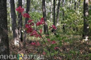 В Пензенской области 13 октября похолодает до -6 градусов