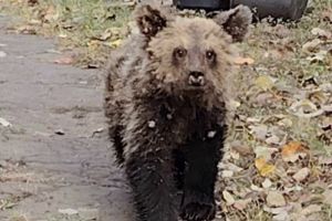 Смерть медвежонка при отлове, массовое отключение света и темпы подачи отопления — новости Пензы и области за 14 октября