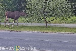 В Нижнеломовском районе водитель иномарки сбил лося