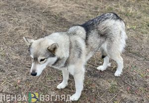 В Пензенской области разрешили охоту на волкособов