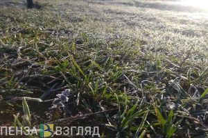 В Пензенской области отменили режим ЧС, связанный с заморозками