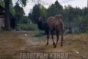 В Пензенском зоопарке рассказали, как верблюда можно использовать в хозяйстве