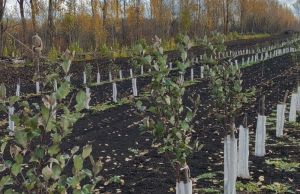 В Бековском районе заложили плодовый сад на площади 60 га