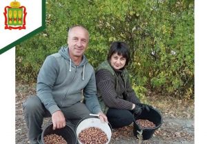 В Пензенской области собрали 3,5 тонны желудей