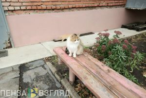 29 октября в Пензенской области потеплеет до +9 градусов