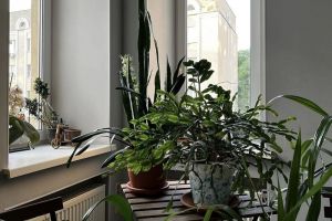 Какое растение завести, чтобы в доме всегда были деньги
