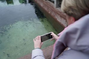 В Сурское водохранилище выпустили 58 тысяч штук молоди сазана