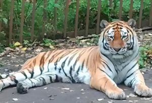 В Пензенский зоопарк из Красноярского края переедет амурский тигр Джейк
