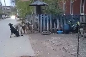 Жители Заводского района Пензы жалуются на стаю из 20 агрессивных собак
