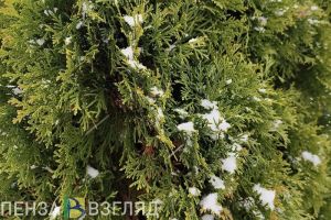 Опубликован прогноз погоды для Пензенской области на 1 ноября