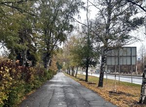 В Пензе осенью 2024 года высадили 107 новых деревьев