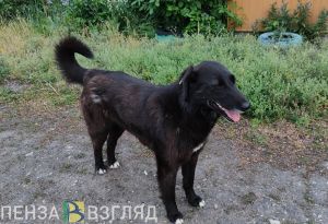 В Пензе на отлов бродячих собак готовы направить более 400 тысяч рублей