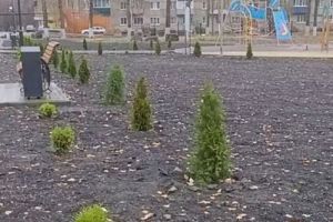 В центральном парке Каменки высадили свыше 800 деревьев