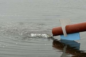 В воды Сурского водохранилища выпустили молодь сазана и толстолобика