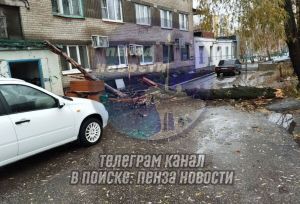 Повалило дерево, выбило окно: пензенцы сообщают о последствиях непогоды