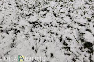 Пензячка обнаружила загадочные круги на земле в Арбеково