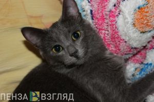 Пензенцам рассказали, как помочь застрявшим в подвале кошкам