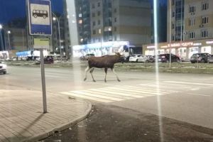 В Пензенской области лось неспешно прогулялся по городской дороге