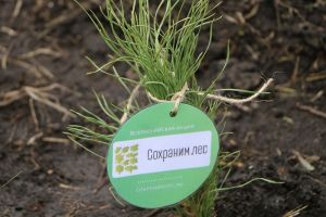 В рамках экоакции в Пензенской области высадили свыше 64 000 деревьев