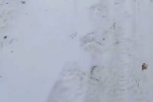 В Кузнецком районе заметили следы медведя