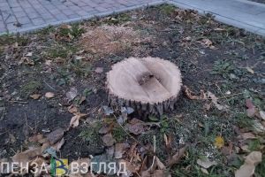 Житель Вадинского района вырубил деревья и принес ущерб на 358 тысяч рублей
