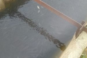 В Сурское водохранилище выпустили свыше 136 тысяч толстолобиков