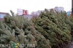 В Пензе число елочных базаров может вырасти до 89