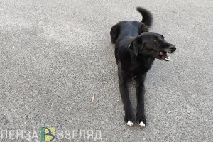 Бастрыкин поручил возбудить дело о нападении собаки на ребенка в Грабово